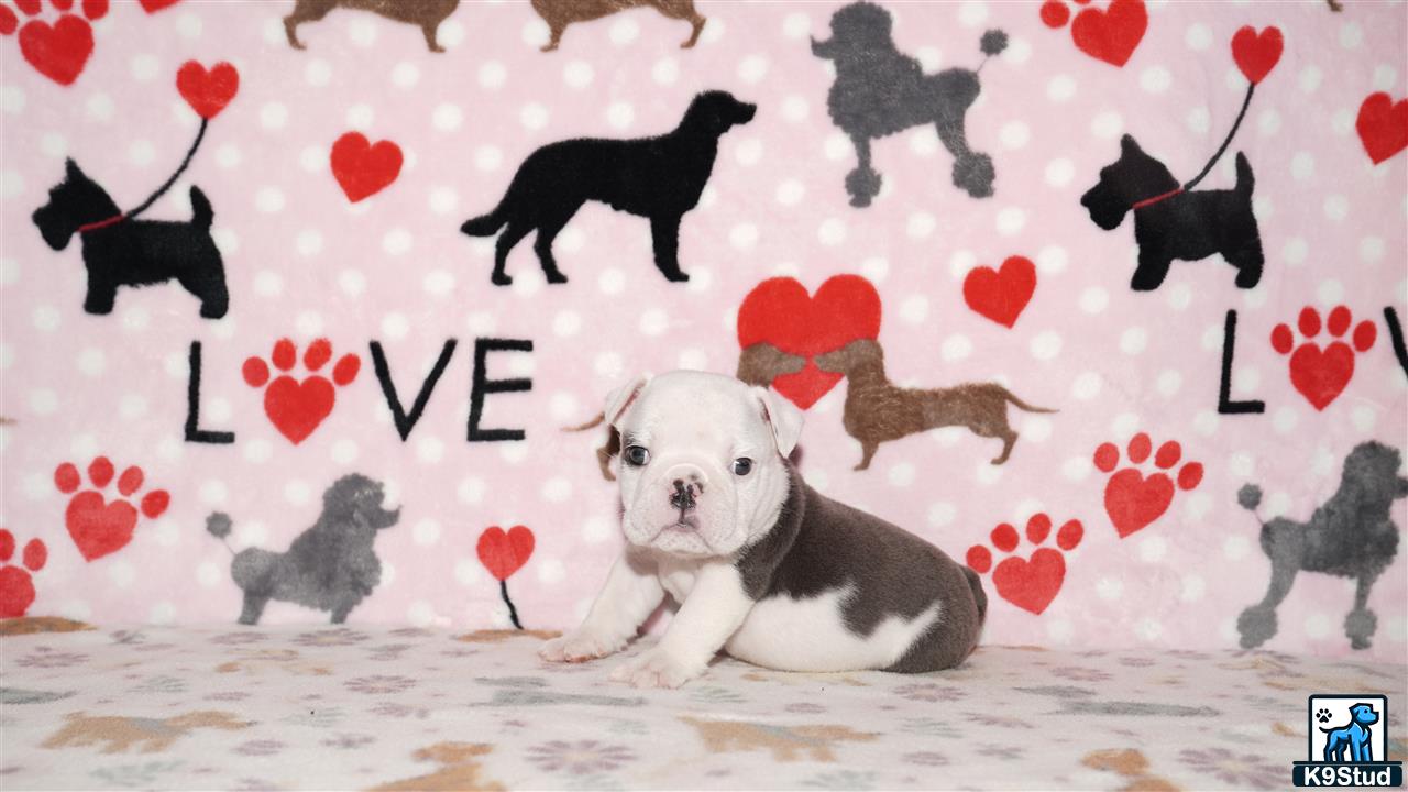 a english bulldog dog lying on a bed with a group of black and white animals