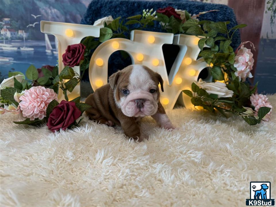a english bulldog dog lying in a bathtub with flowers