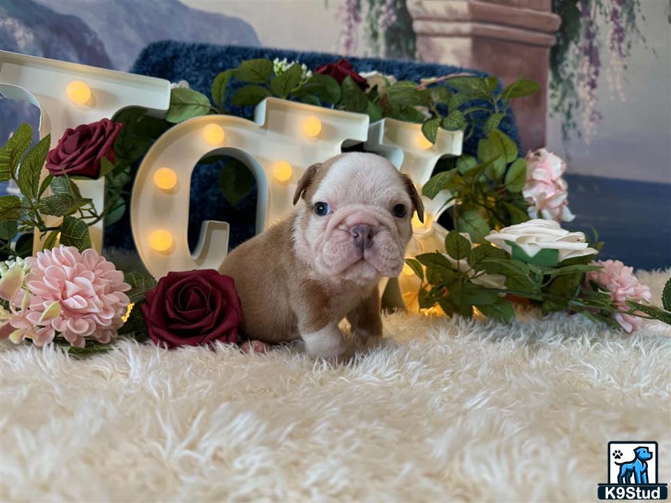 a english bulldog dog sitting in a chair