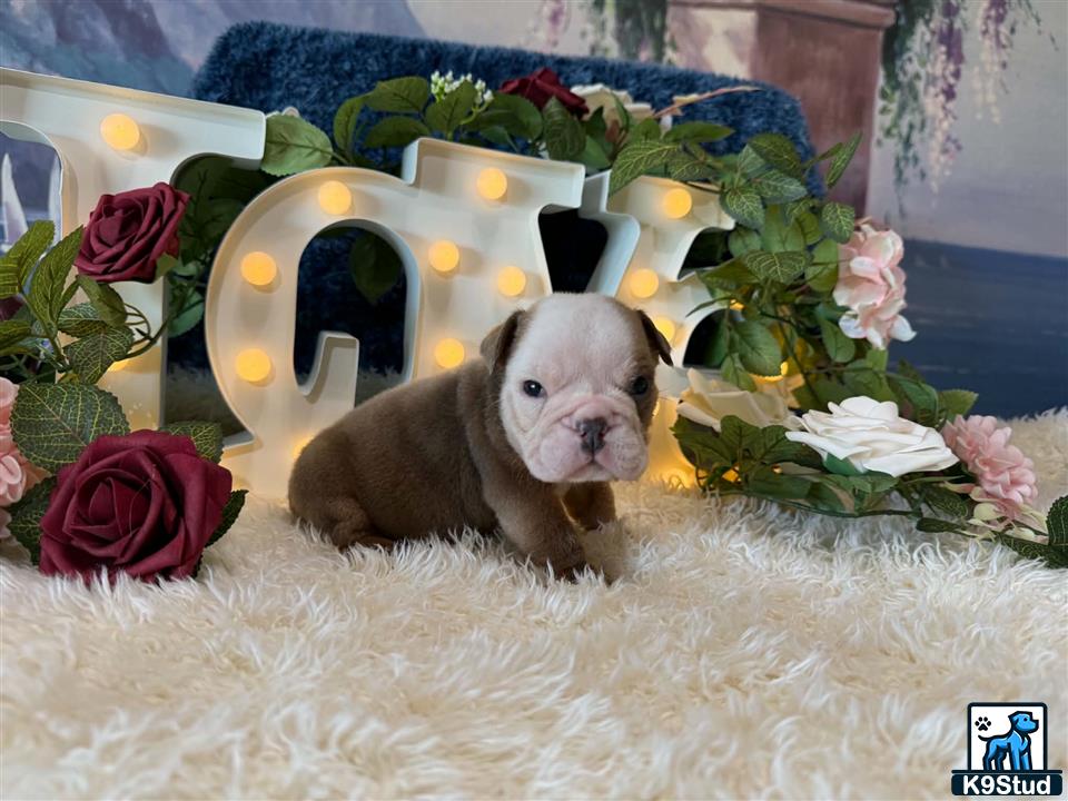 a english bulldog dog in a basket of flowers