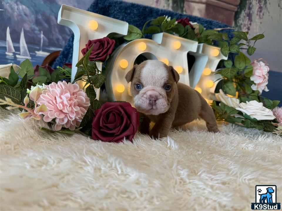 a english bulldog dog in a bathtub with flowers and a candle