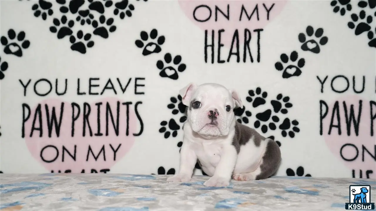 English Bulldog