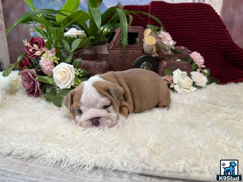 a english bulldog dog lying on a blanket