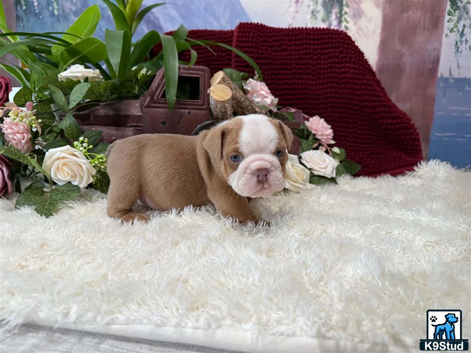a english bulldog dog lying in a pile of snow