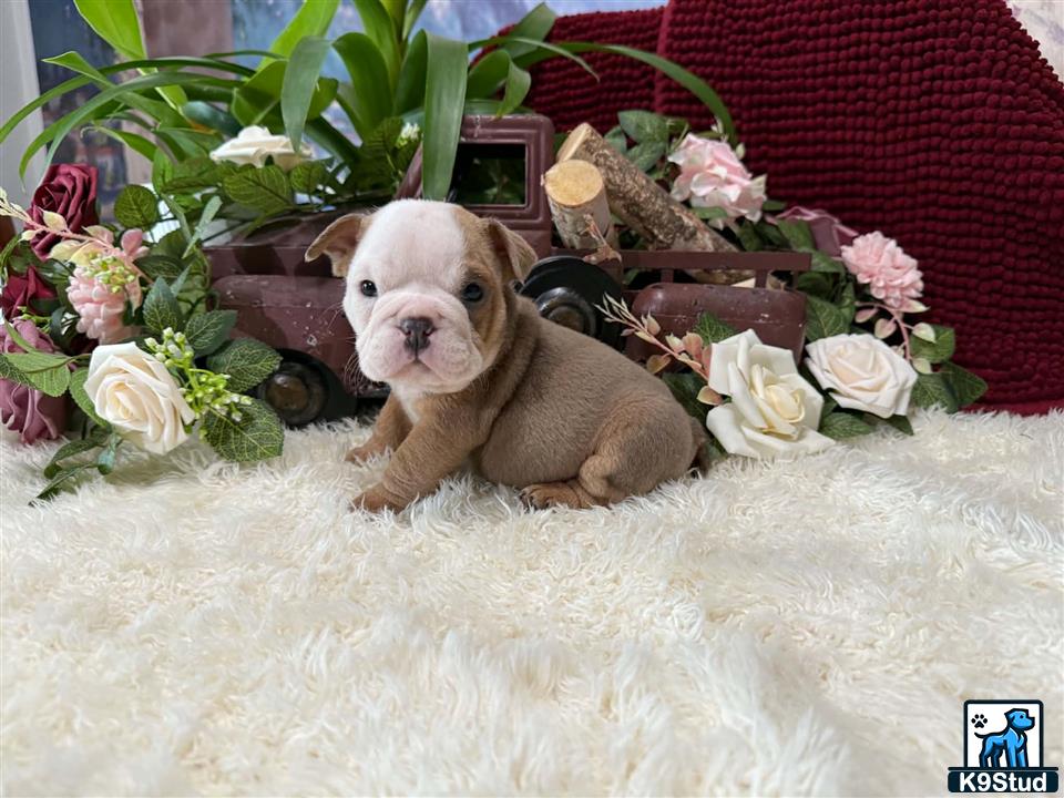 a english bulldog dog sitting in a pile of flowers