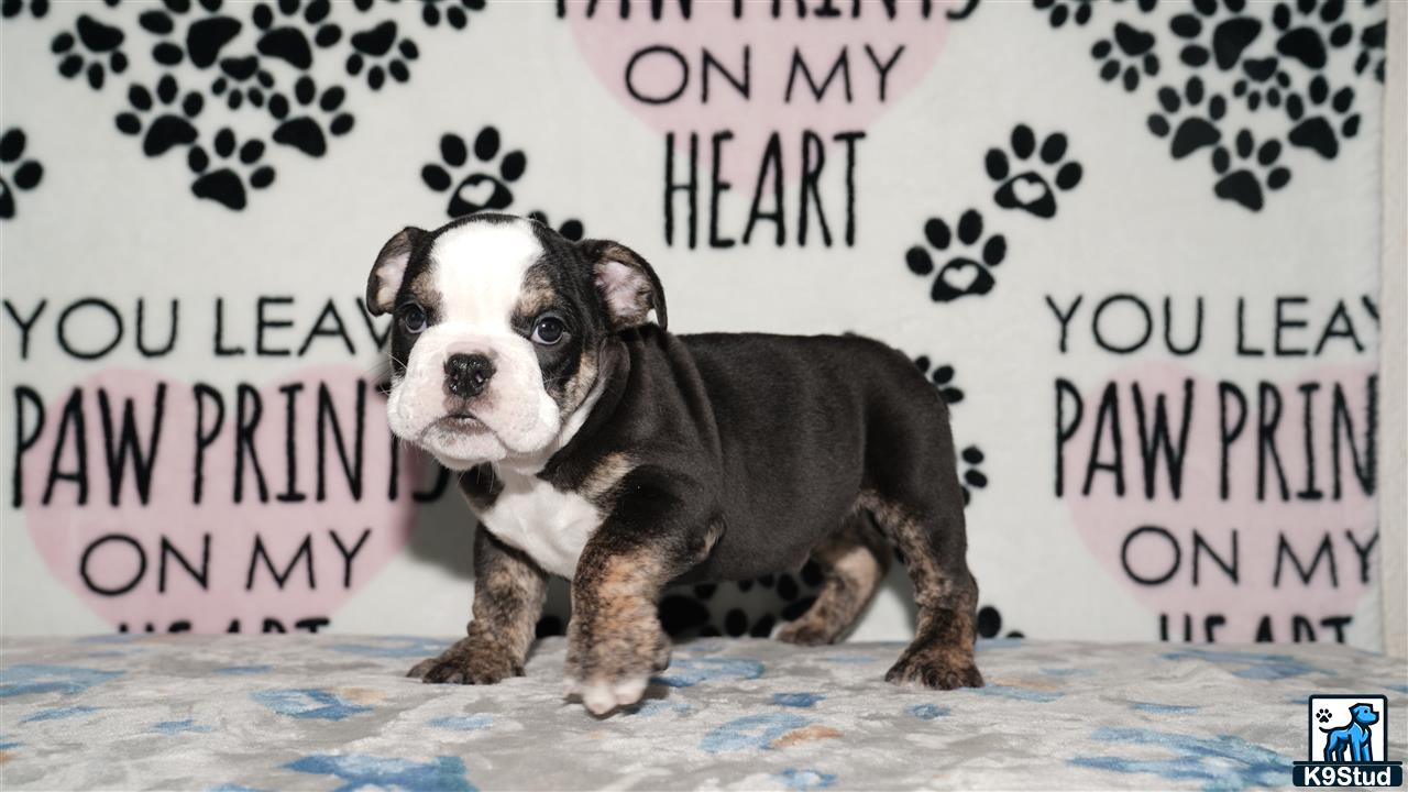 a small english bulldog puppy sitting on a bed