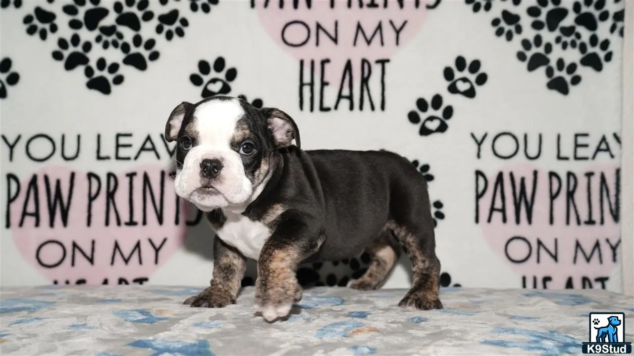 English Bulldog