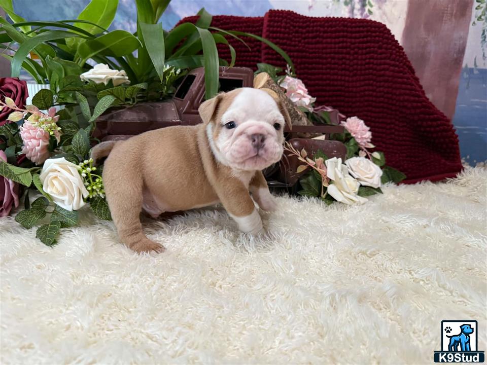 a english bulldog dog sitting on a blanket