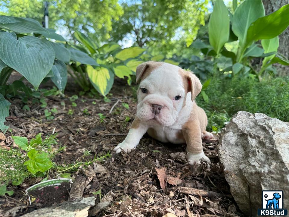 a english bulldog dog lying on the ground