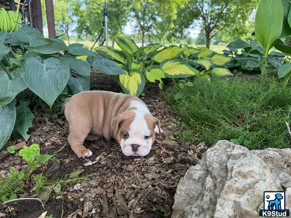 a english bulldog dog lying in a garden
