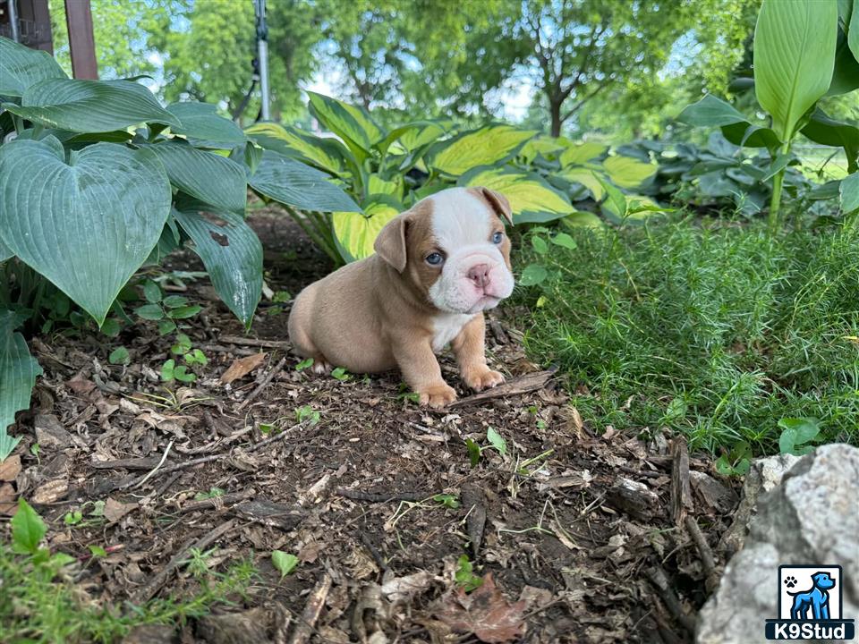 a small english bulldog dog in a garden