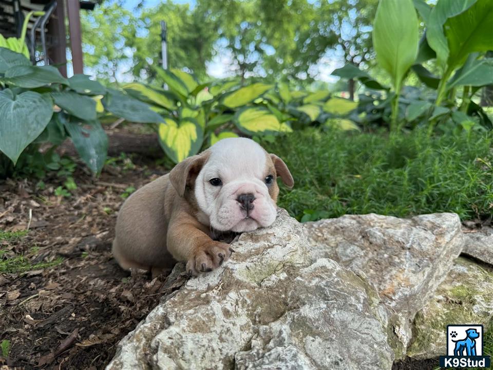 a english bulldog dog lying on a rock