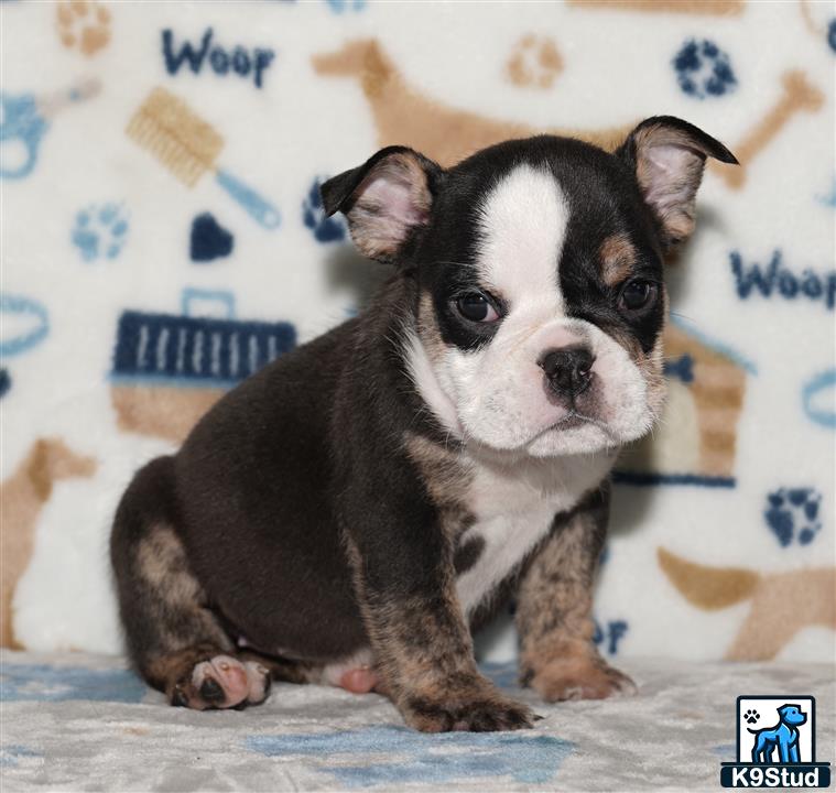 a small english bulldog dog sitting