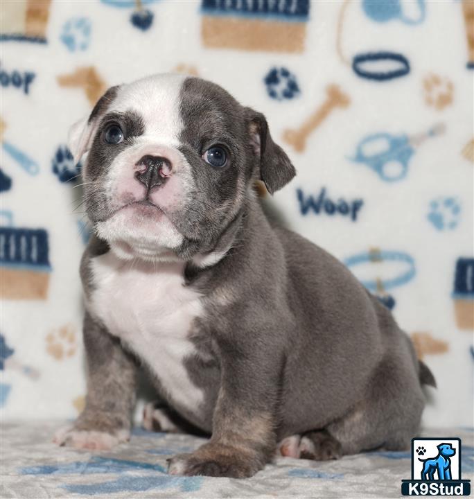 a english bulldog dog sitting on a couch
