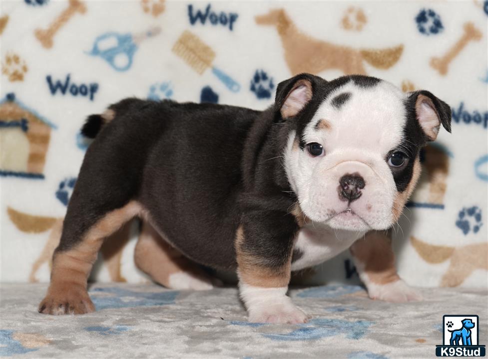 a english bulldog puppy standing on a bed