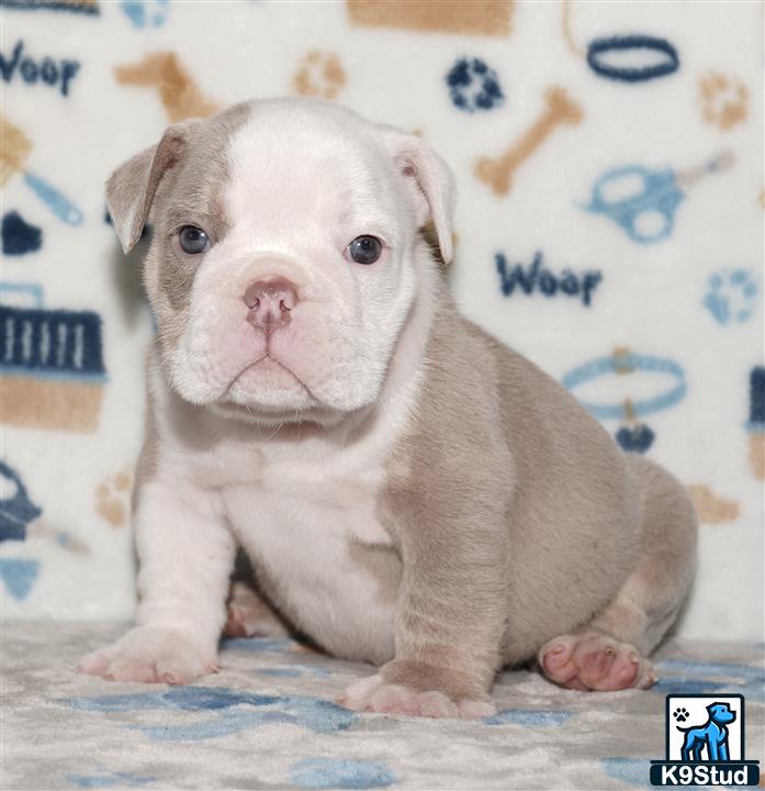 a english bulldog puppy sitting on a bed