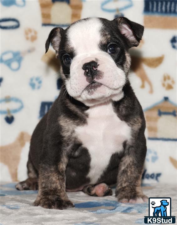 a english bulldog dog sitting on a couch