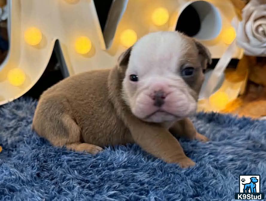 English Bulldog puppy