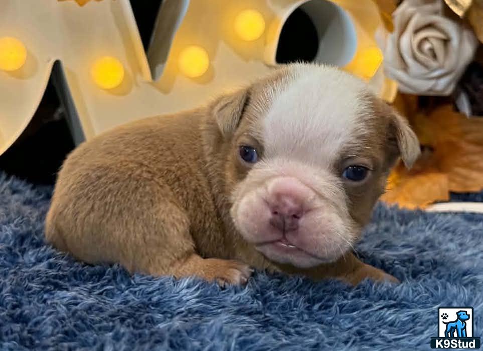 English Bulldog puppy