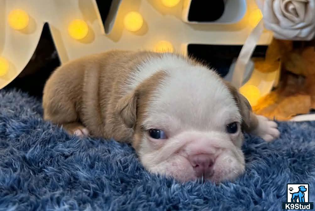 a small pig on a blanket