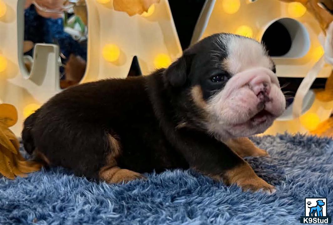 English Bulldog puppy