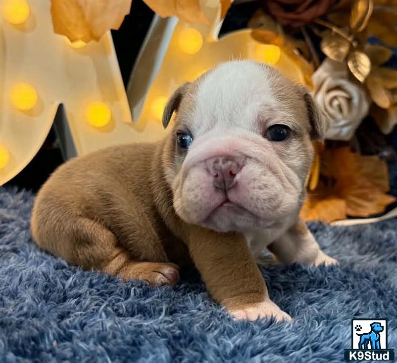 a small white english bulldog puppy
