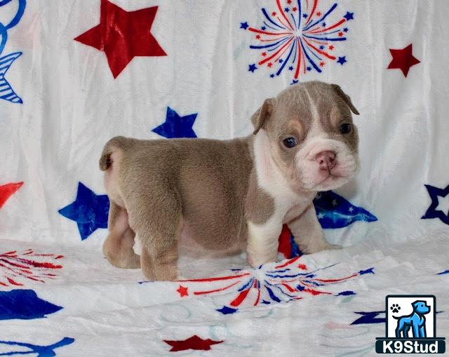 a english bulldog dog standing on a bed