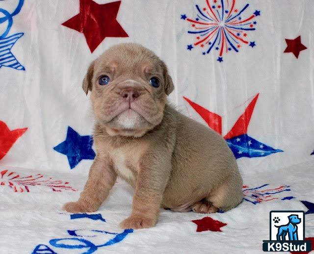 a english bulldog dog sitting on a bed