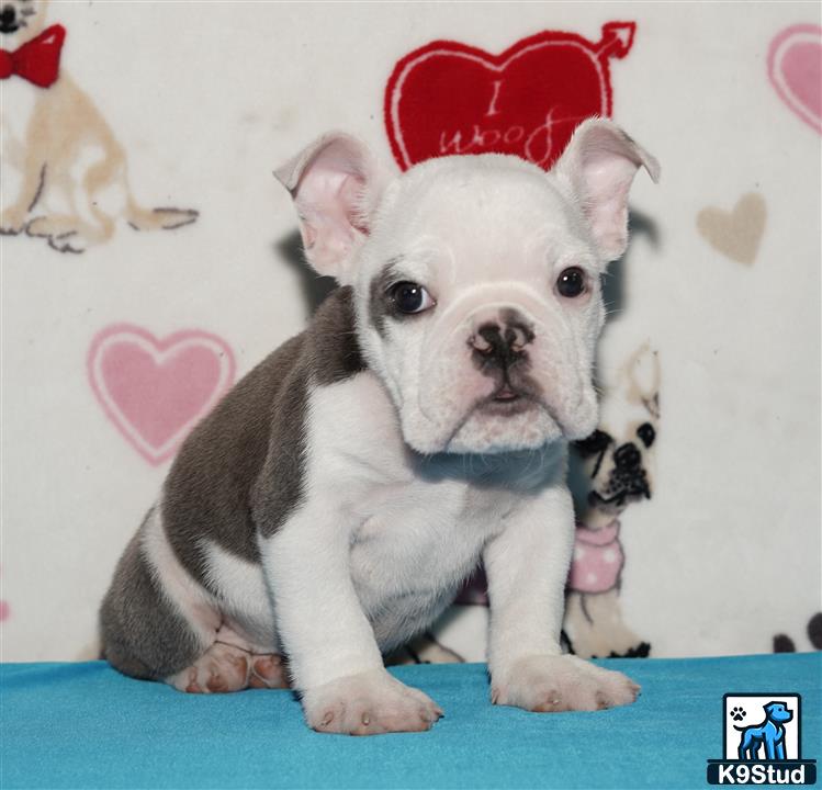 a english bulldog dog wearing a hat