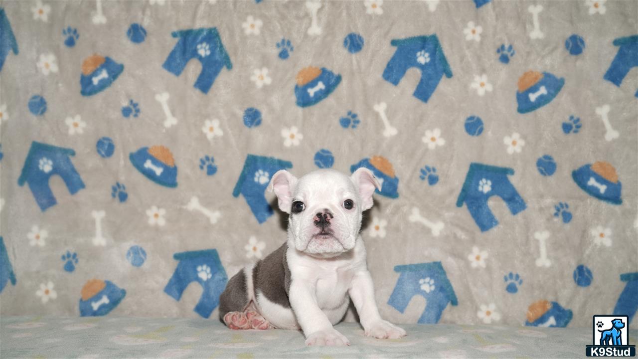 a english bulldog dog sitting on a blanket