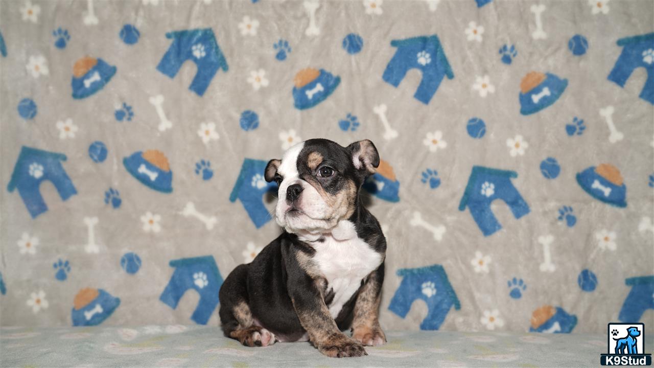a couple of english bulldog dogs sitting on a blue and white background