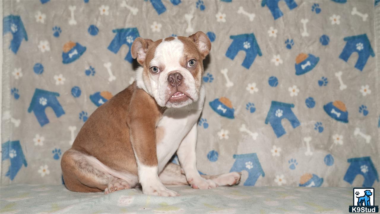 a english bulldog dog sitting on a bed