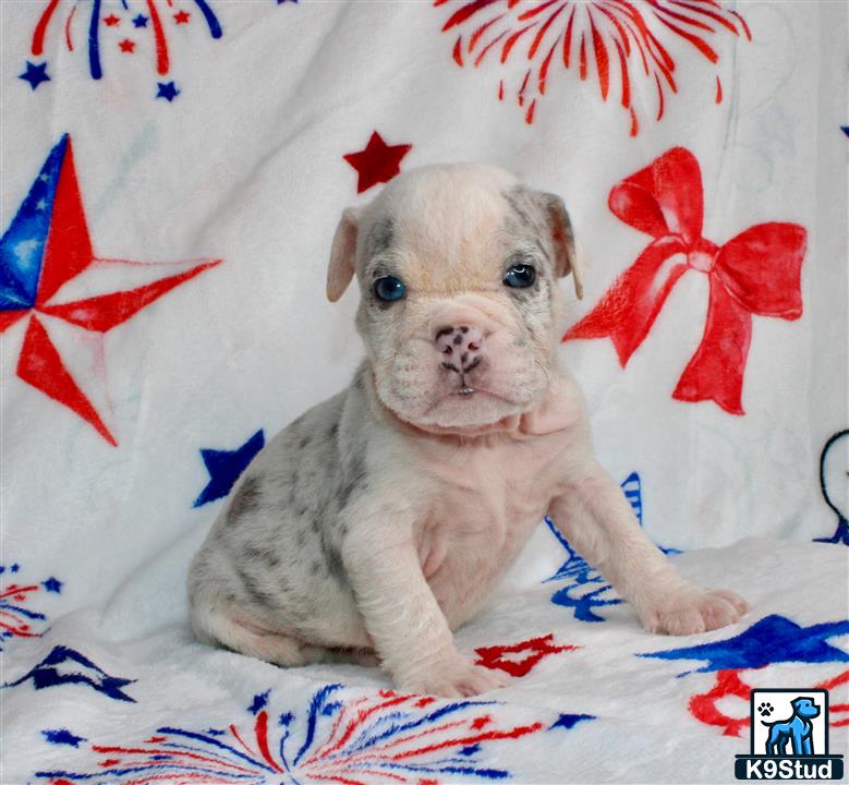 a english bulldog dog sitting on a bed