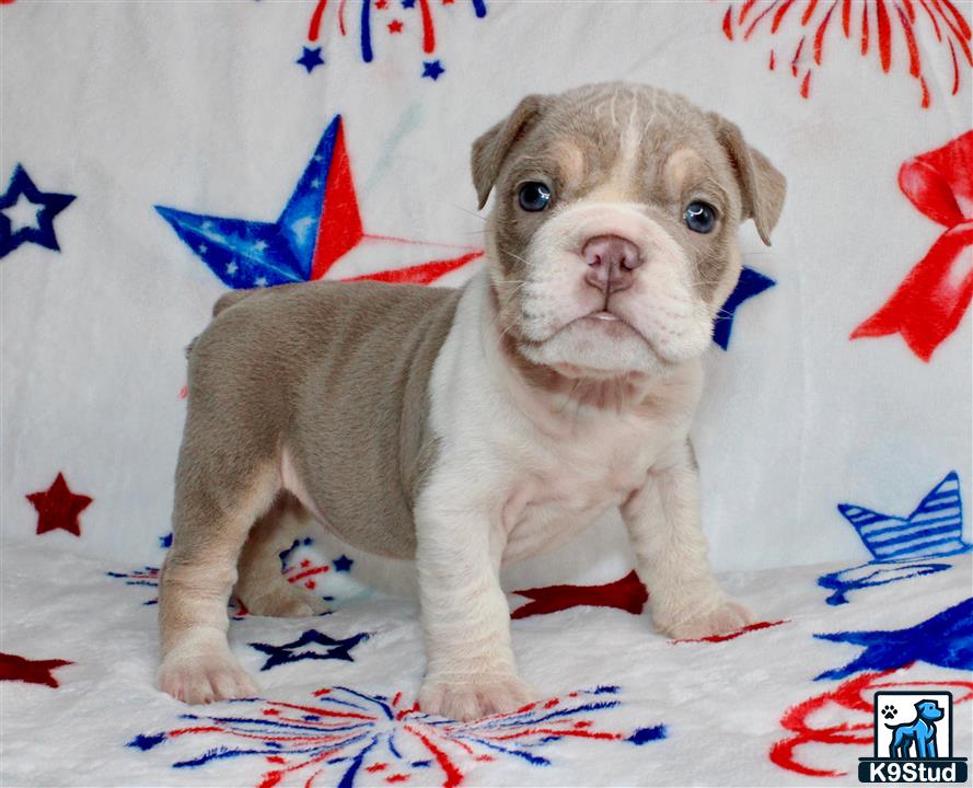 a english bulldog dog sitting on a bed