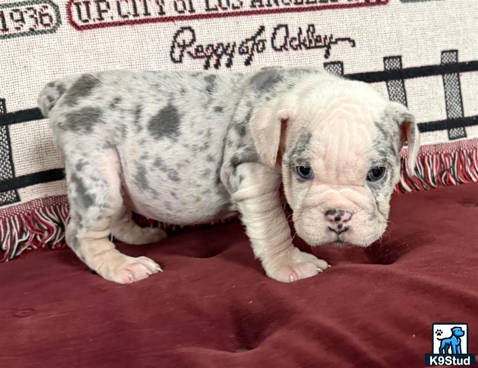a english bulldog puppy lying on a red blanket