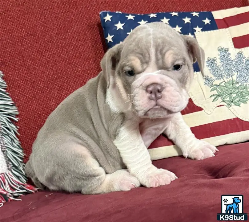 English Bulldog