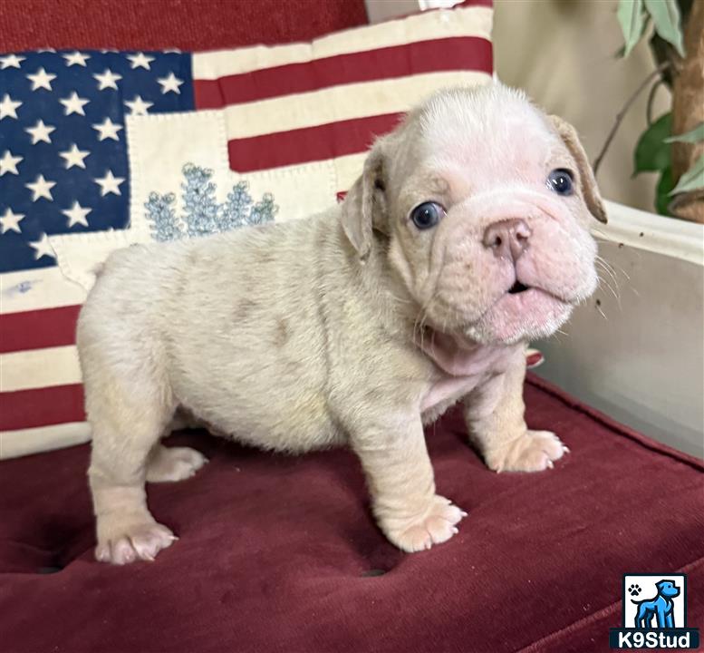 a english bulldog puppy sitting on a red surface with a flag in the background