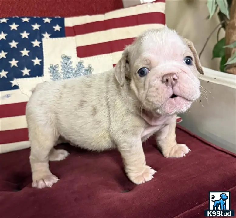 English Bulldog