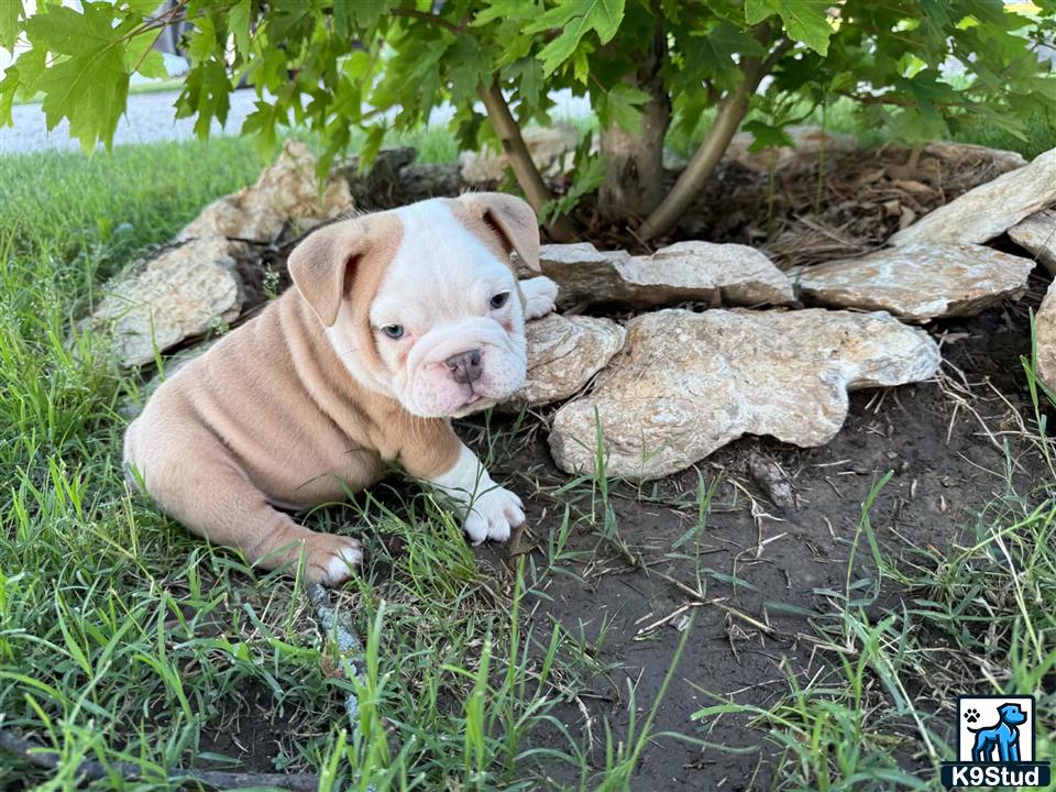 a english bulldog puppy lying on a log