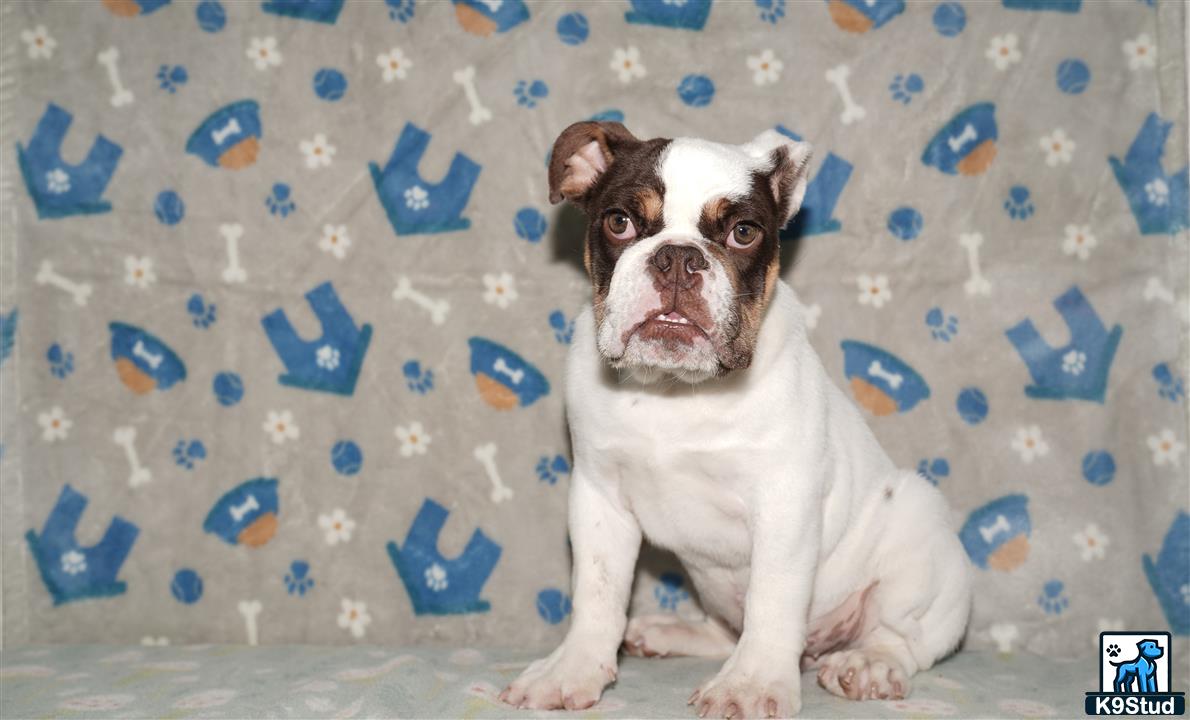a english bulldog dog sitting on a bed