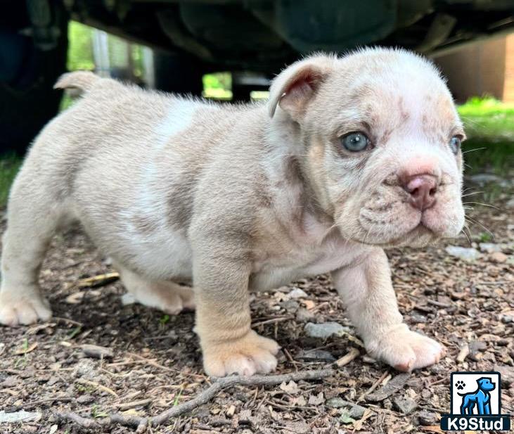 a small english bulldog puppy standing on dirt
