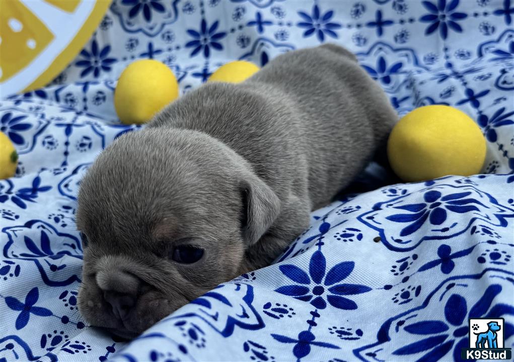 a rabbit lying on a blanket