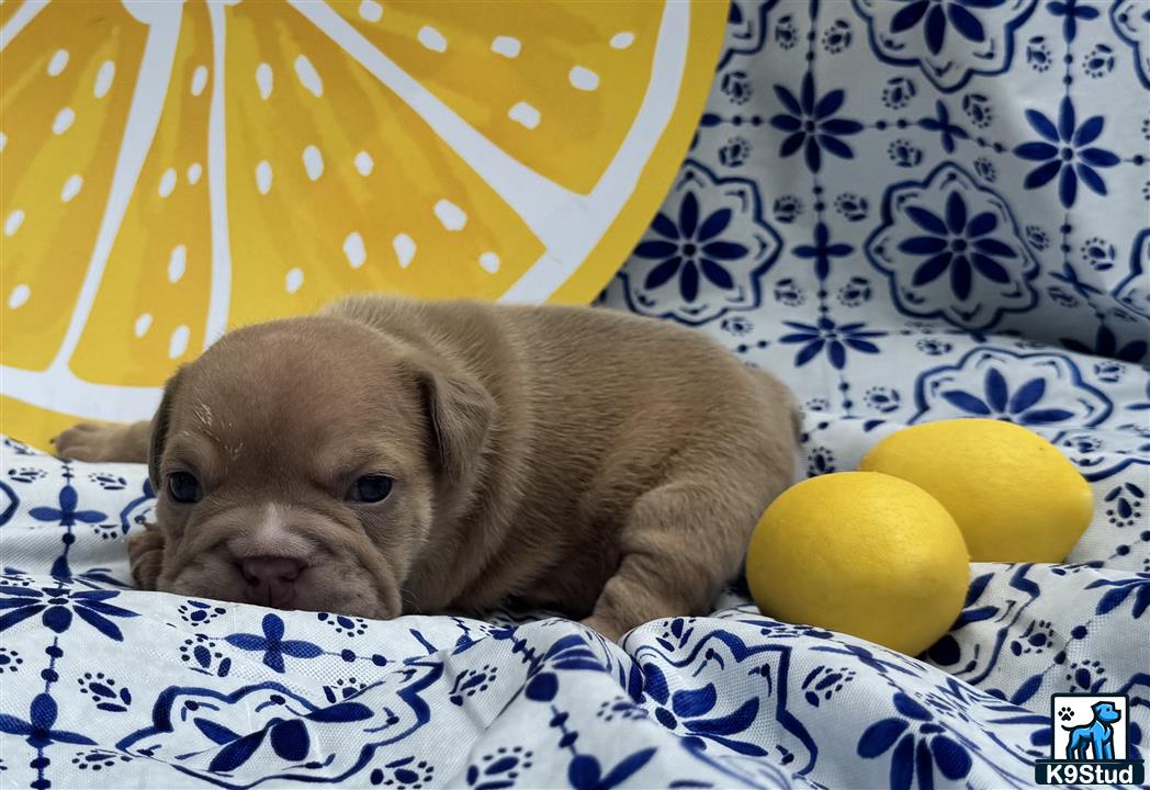 a english bulldog puppy lying on a bed