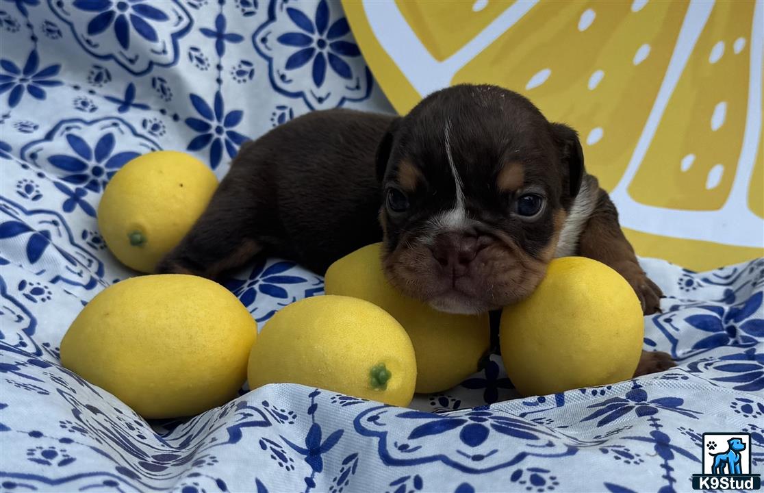 a english bulldog puppy lying on a bed with lemons