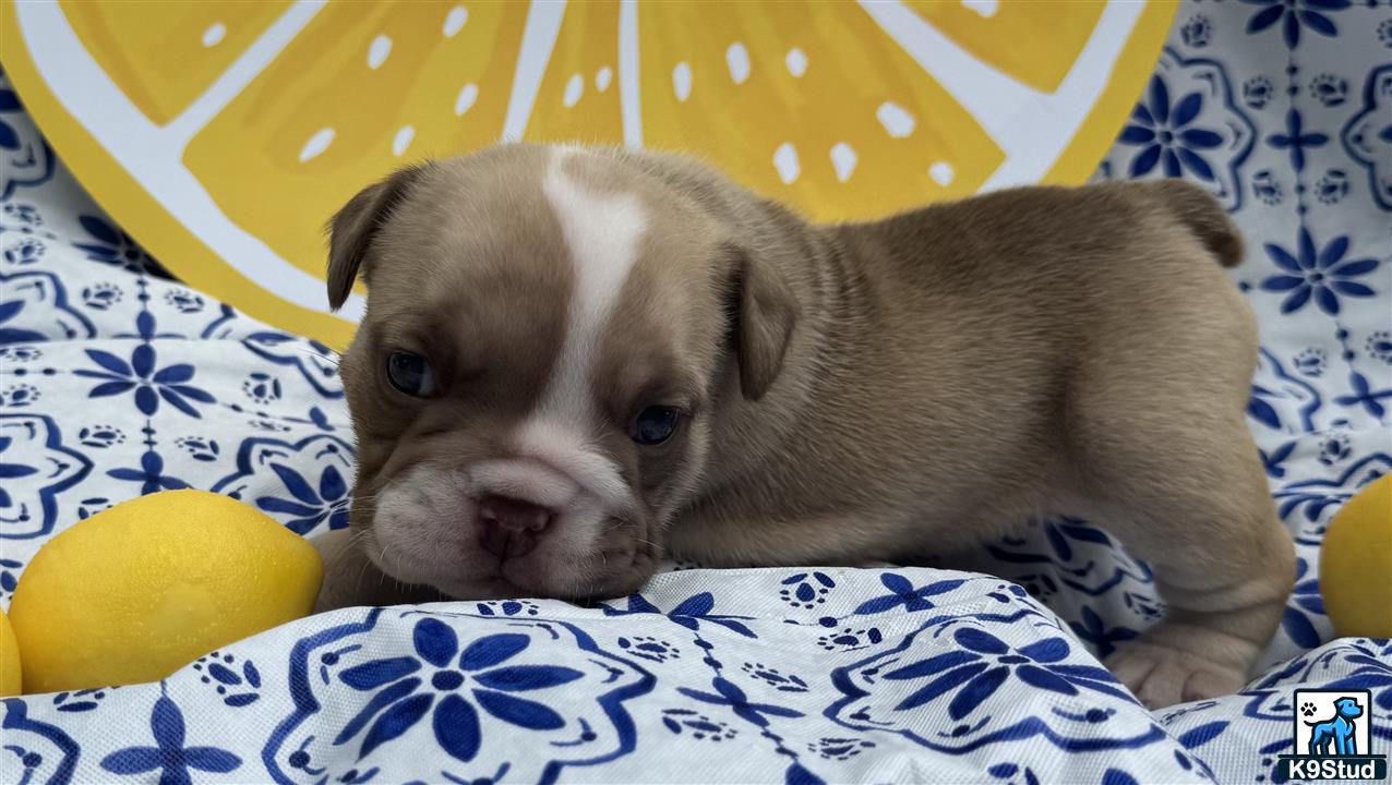 a english bulldog puppy lying on a bed