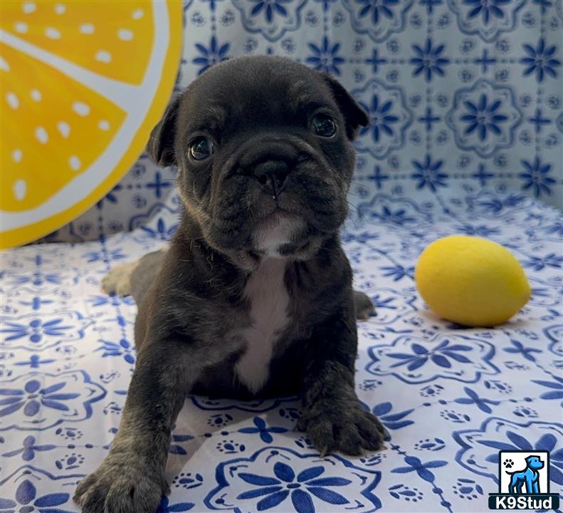 a english bulldog dog lying on a bed