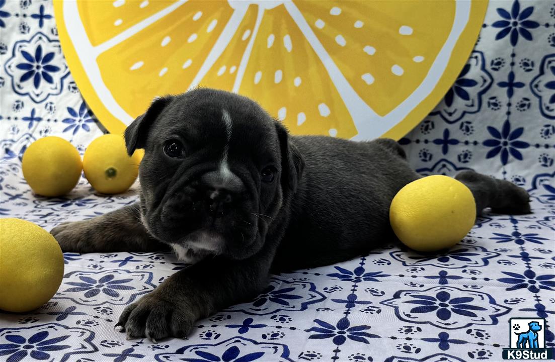 a english bulldog dog lying on a bed with lemons on the side