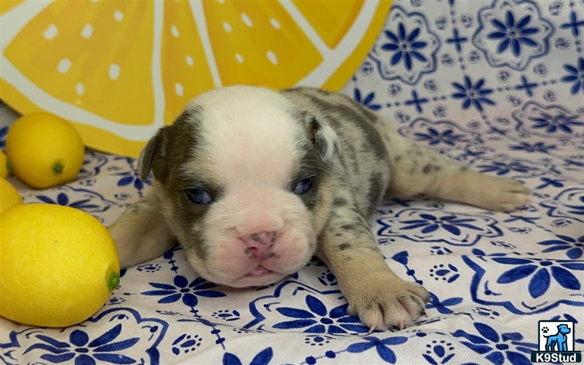 a english bulldog puppy lying on a bed