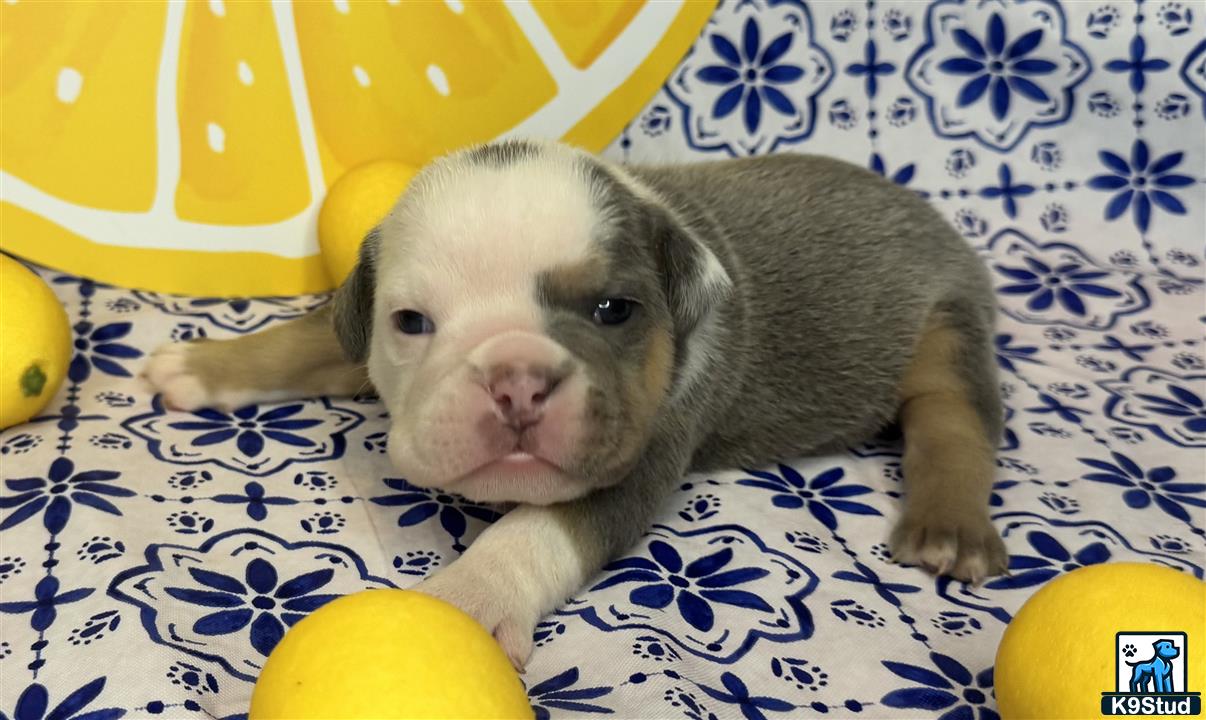 a english bulldog puppy lying on a bed with yellow balls