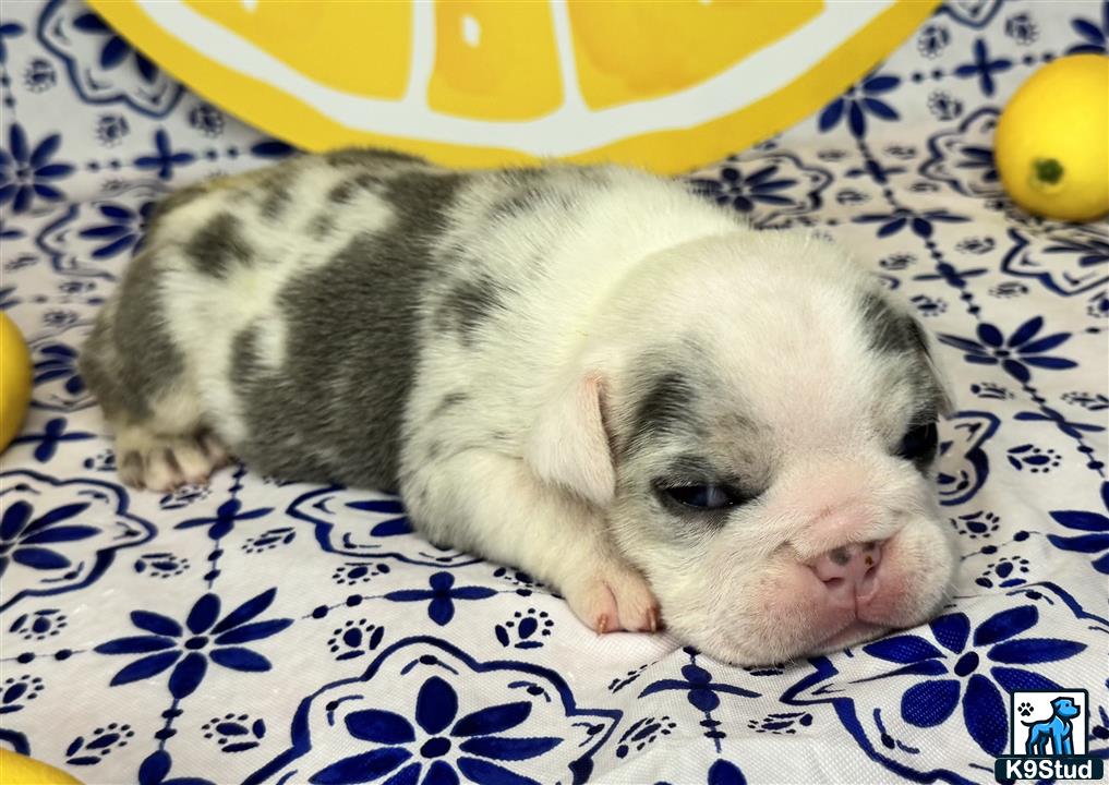 a baby pig lying on a blanket